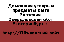 Домашняя утварь и предметы быта Растения. Свердловская обл.,Екатеринбург г.